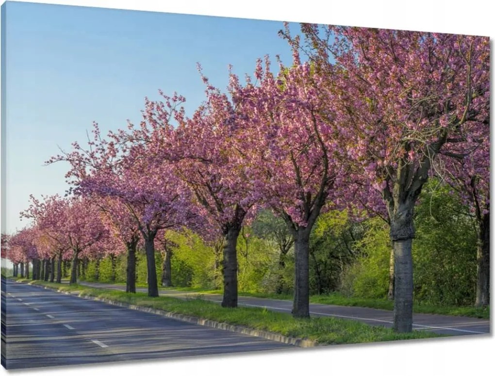 Vászonkép 90x60 Fa Fák Kilátás