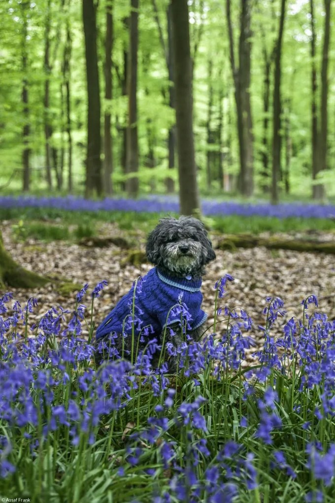 Poszter 20x30cm Kutya az erdőben kék csengettyűkkel körülvéve, Assaf Frank