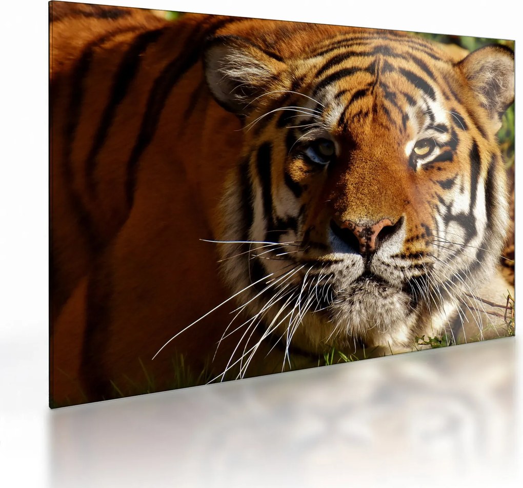 Tigris képe (üvegen) (70x50 cm)