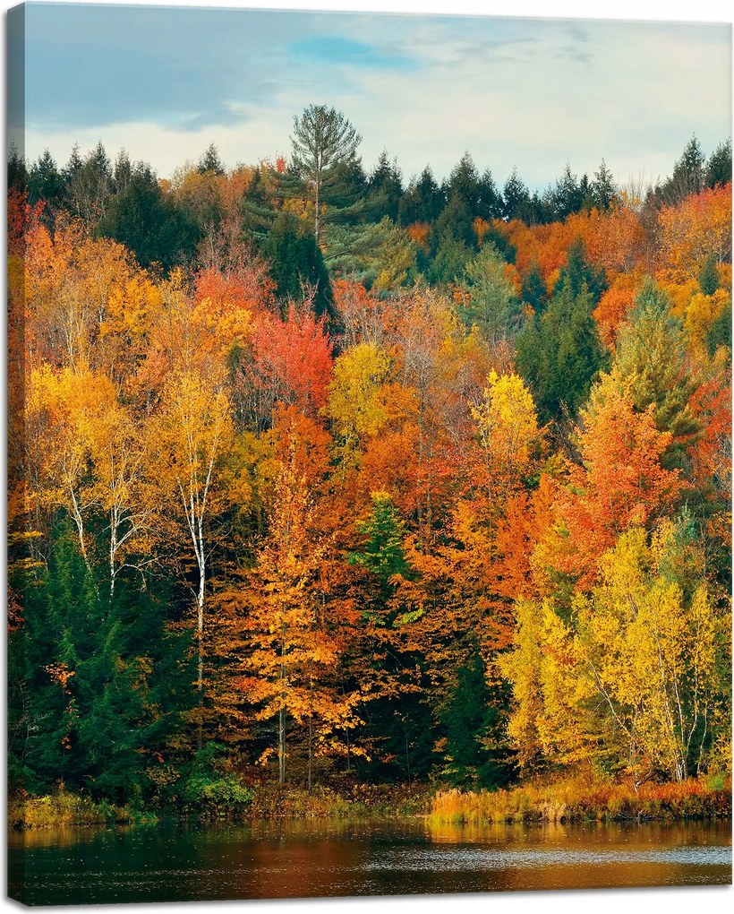 Vászonkép Színes Levelek Fák Ősz Természet 40x50 cm