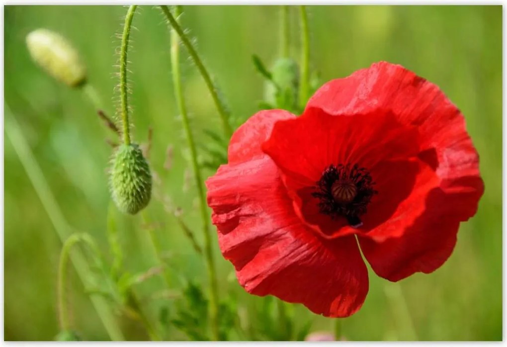 Poszterek 185x125 piros mezei pipacs