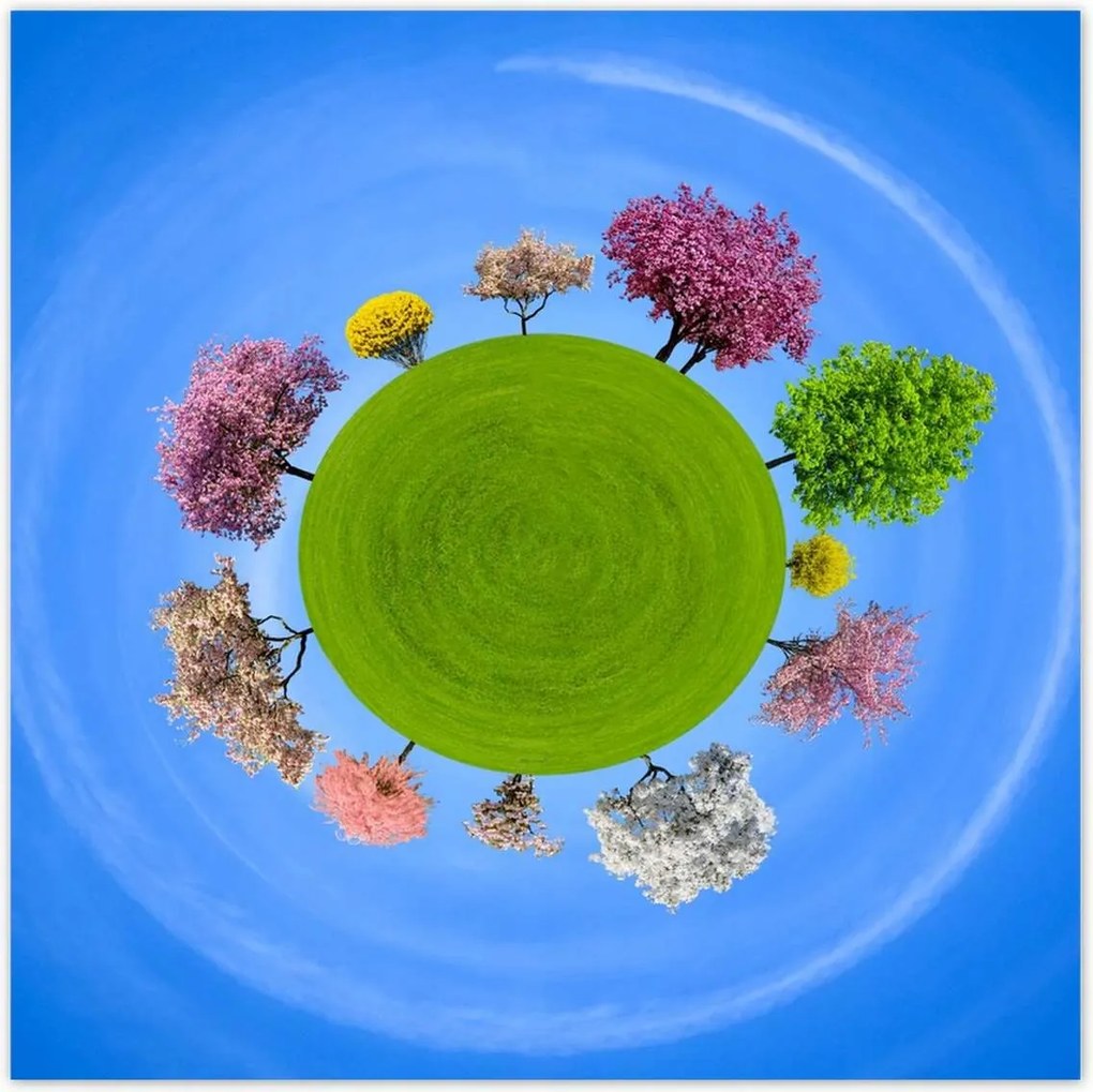 Poszterek 100x100 Fa Fák Kilátás