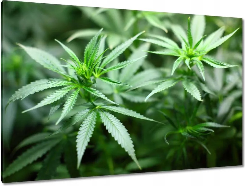 Vászonkép 120x80 Kender Bokor