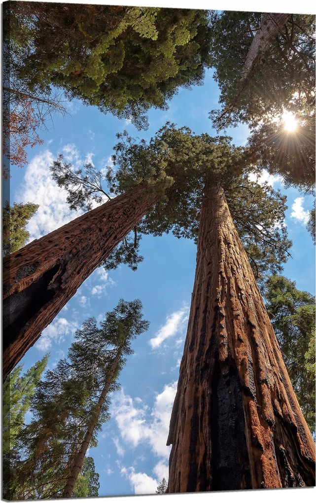 Vászonkép Magas fák Ég Természet Nap 50x80 cm