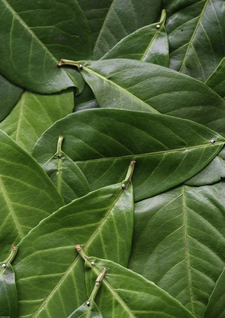 Poszter 42x59,4cm Zöld levelek, Assaf Frank