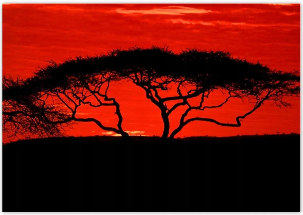 Poszterek 100x70 Akác Afrikában