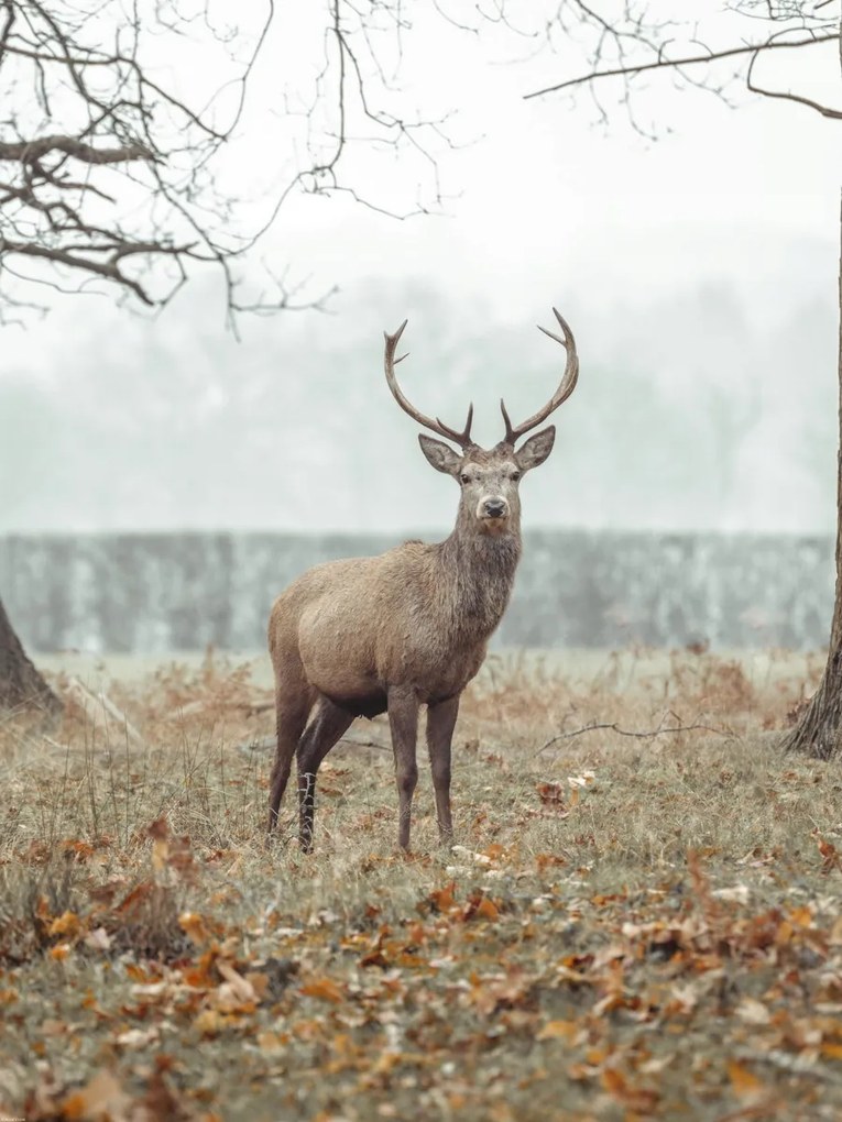 Poszter 60x80cm Szarvas az erdőben, Assaf Frank