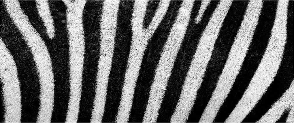 Kép egy zebra bőrről (120x50 cm)