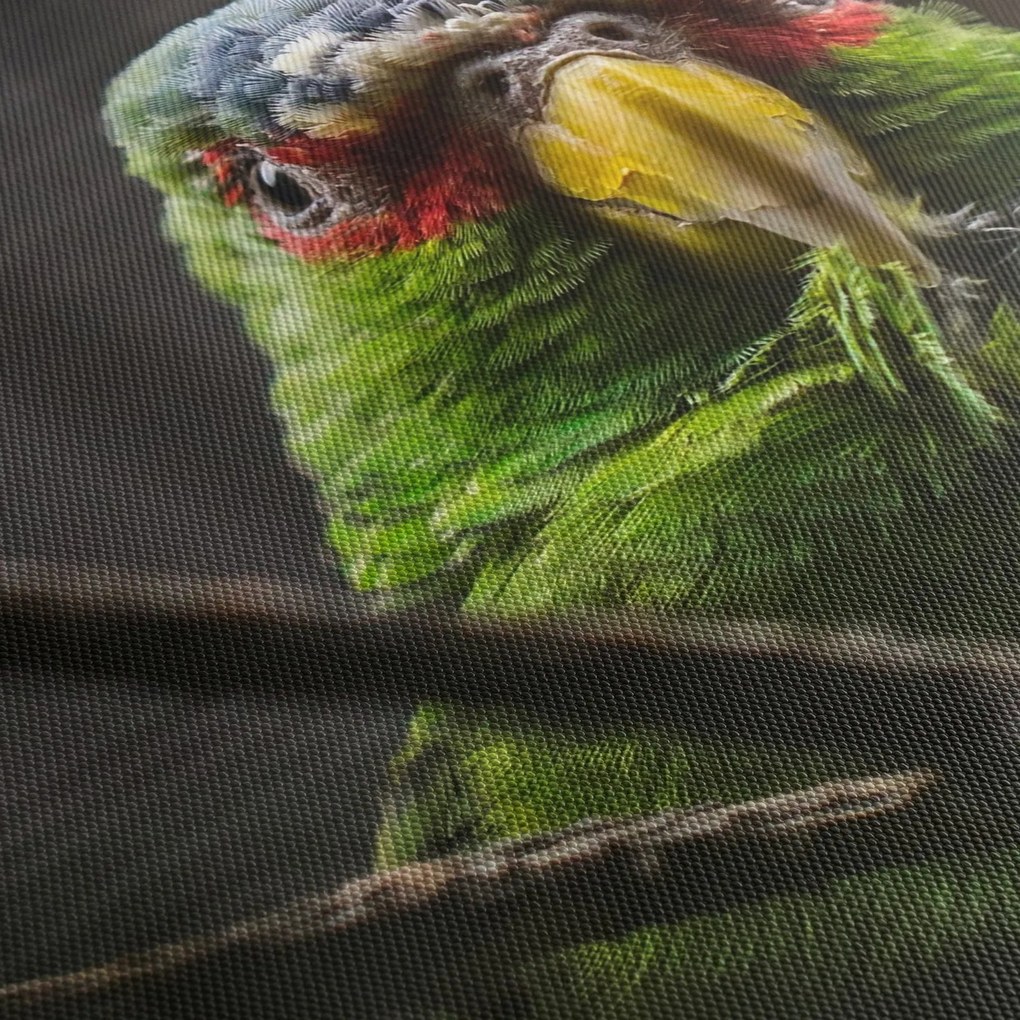 Papagáj képe (150x105 cm)