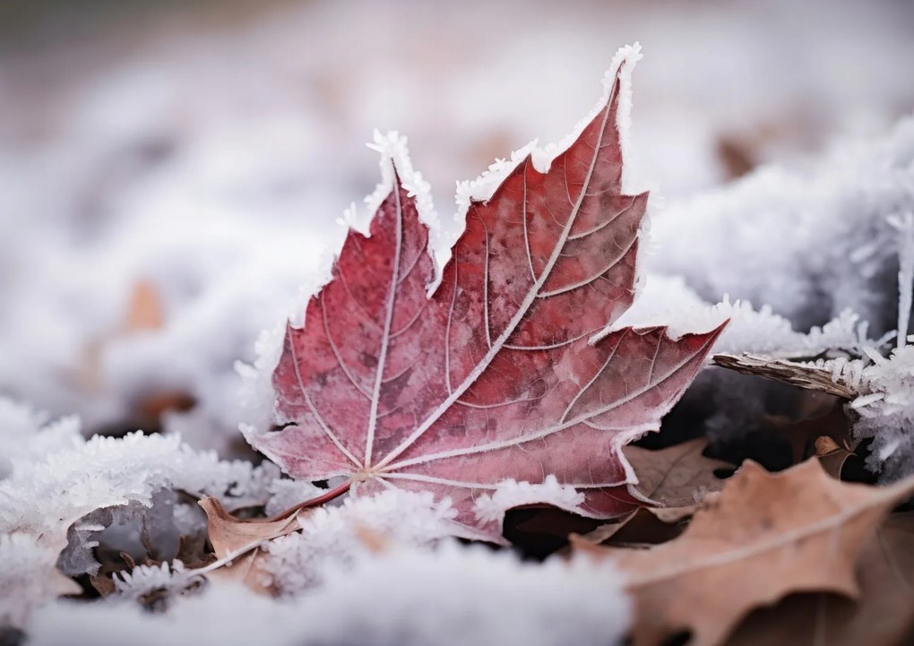 Poszter 29,7x21cm Levél az ősz végén