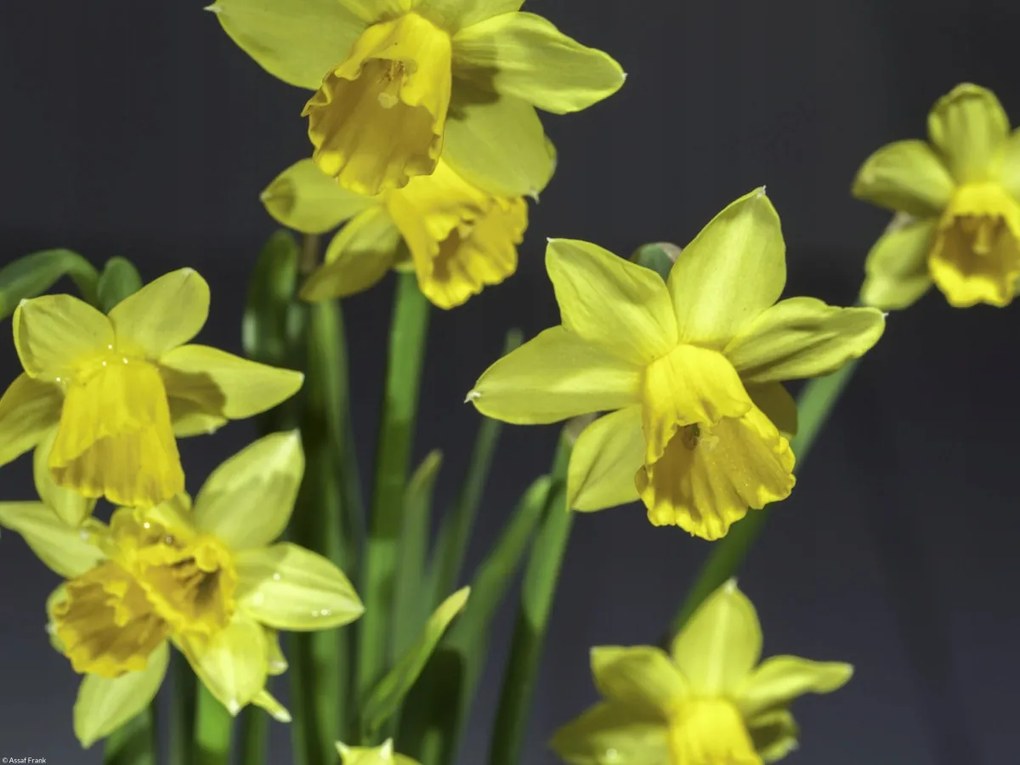 Poszter 40x30cm Nárciszok, Assaf Frank