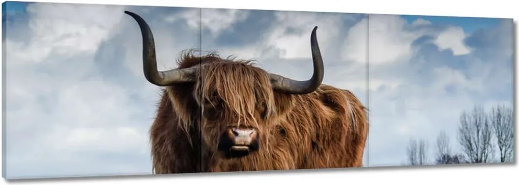 Festmények 120x40 Skót tehén