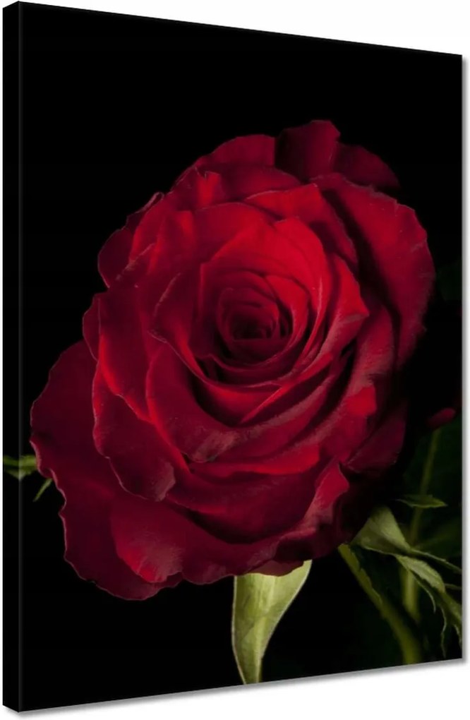Vászonkép 30x40 Vörös rózsa