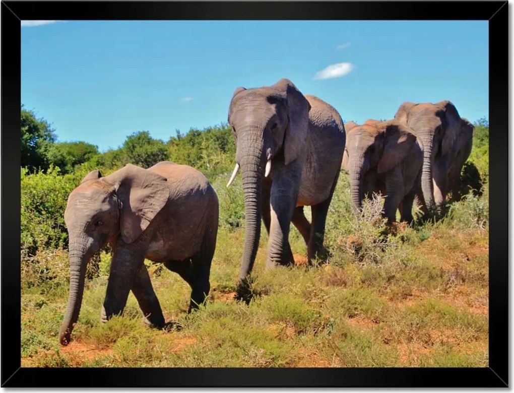Poszterek keretben 40x30 Elefántok vándorlása