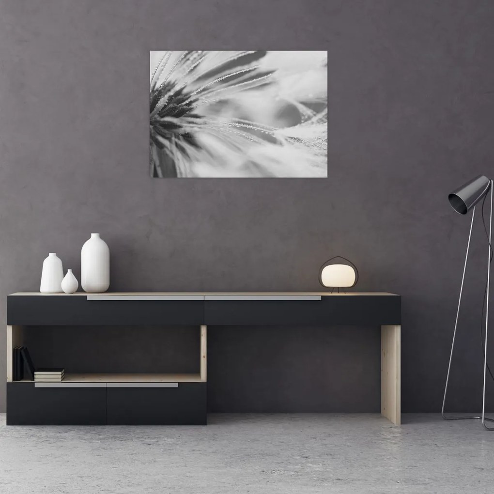 Üveg kép - Pitypang (70x50 cm)