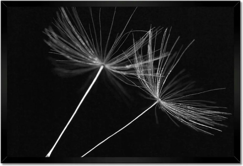 Poszterek keretben 60x40 Pitypang Virág Virágok