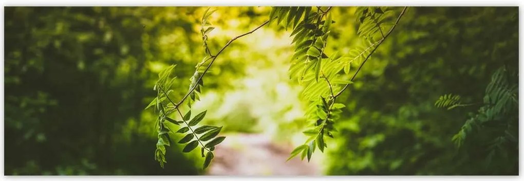 Poszterek 200x66 Zöld levelek Levelek