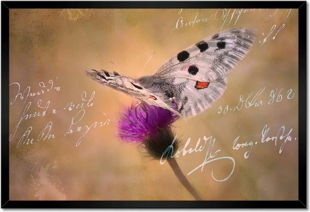 Poszterek keretben 60x40 Szeretem a pillangókat