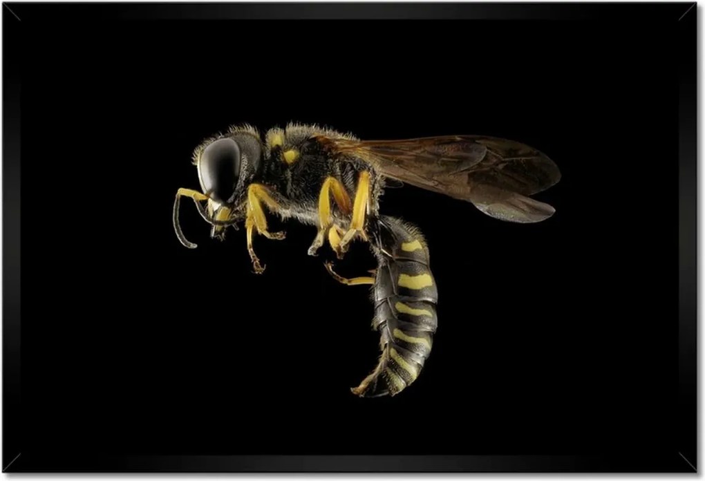 Poszterek keretben 60x40 Darázs