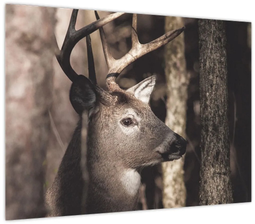 Kép - Szarvas az erdőben (70x50 cm)