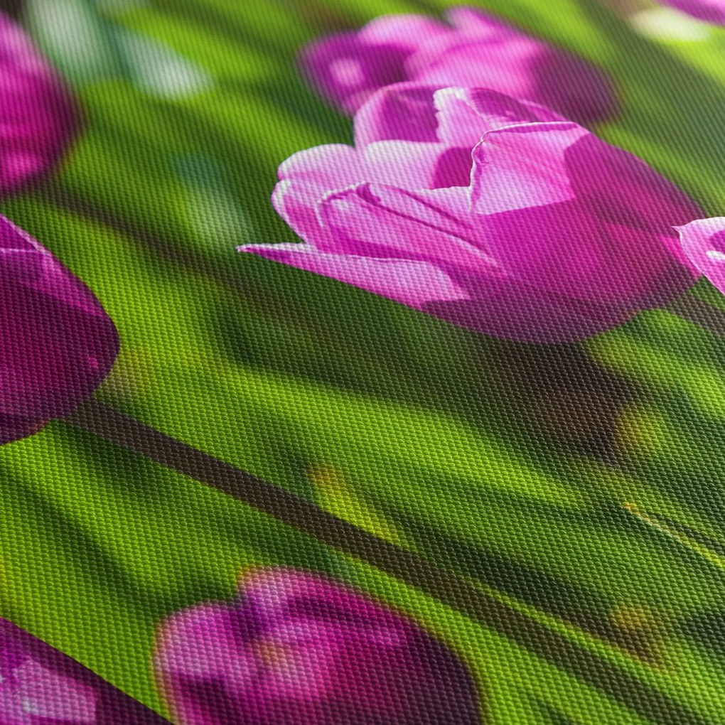Tulipánok a réten képe (90x60 cm)