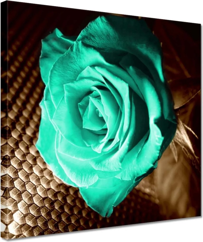 Képek 30x30 Türkiz rózsa szépia színben