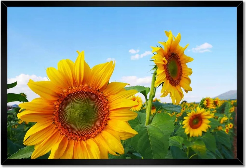 Poszter keretben 60x40 Napraforgók Égbolt