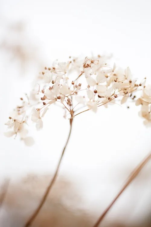 Fotográfia Soft dried flower_brown, Studio Collection