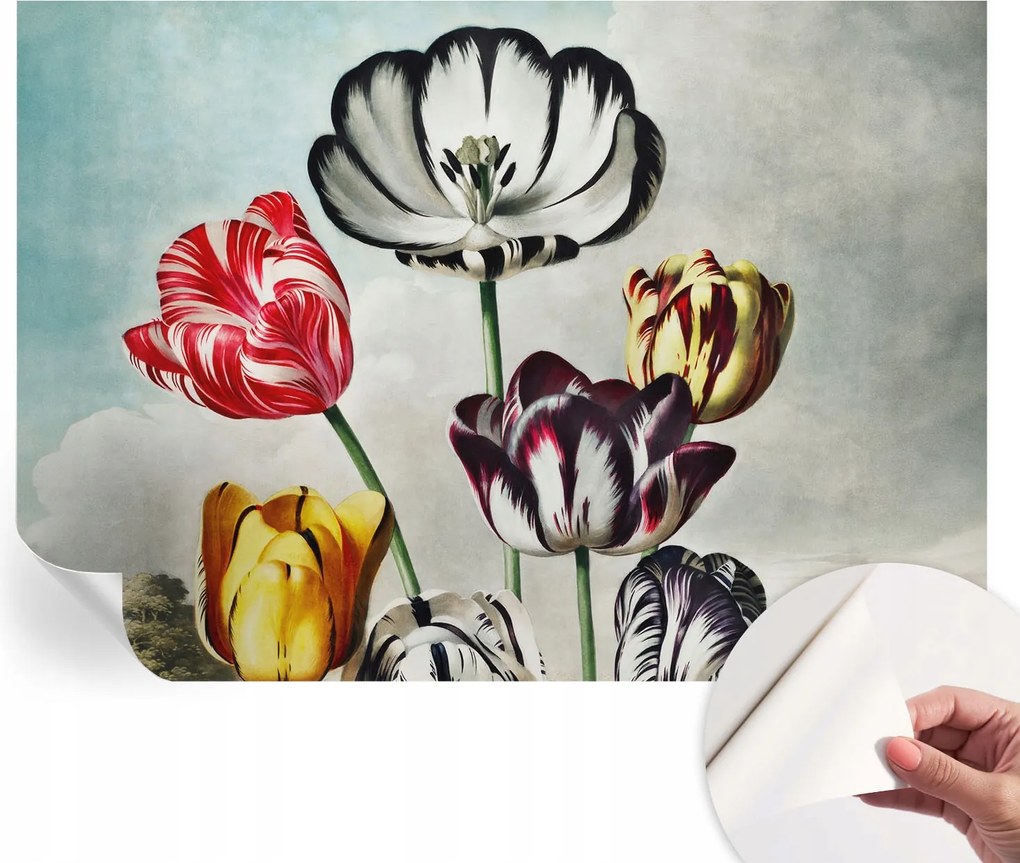 Modern Öntapadós Fotótapéta Mosható Színes tulipánok 312x219 cm