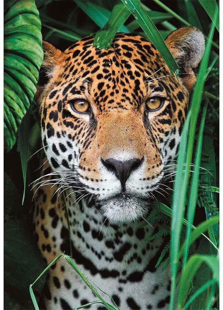 Állatos Jaguar 500 db-os puzzle Clementoni