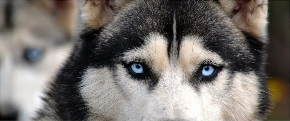 Husky kutya kép (120x50 cm)