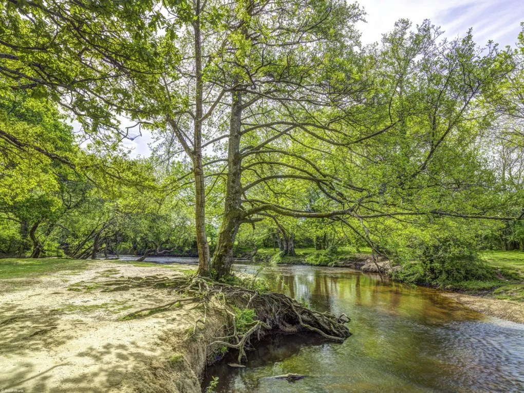Poszter 40x30cm Tó az erdőben 2, Assaf Frank