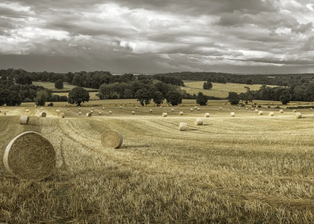 Poszter 70x50cm Szénakazalok a mezőkön 3, Assaf Frank