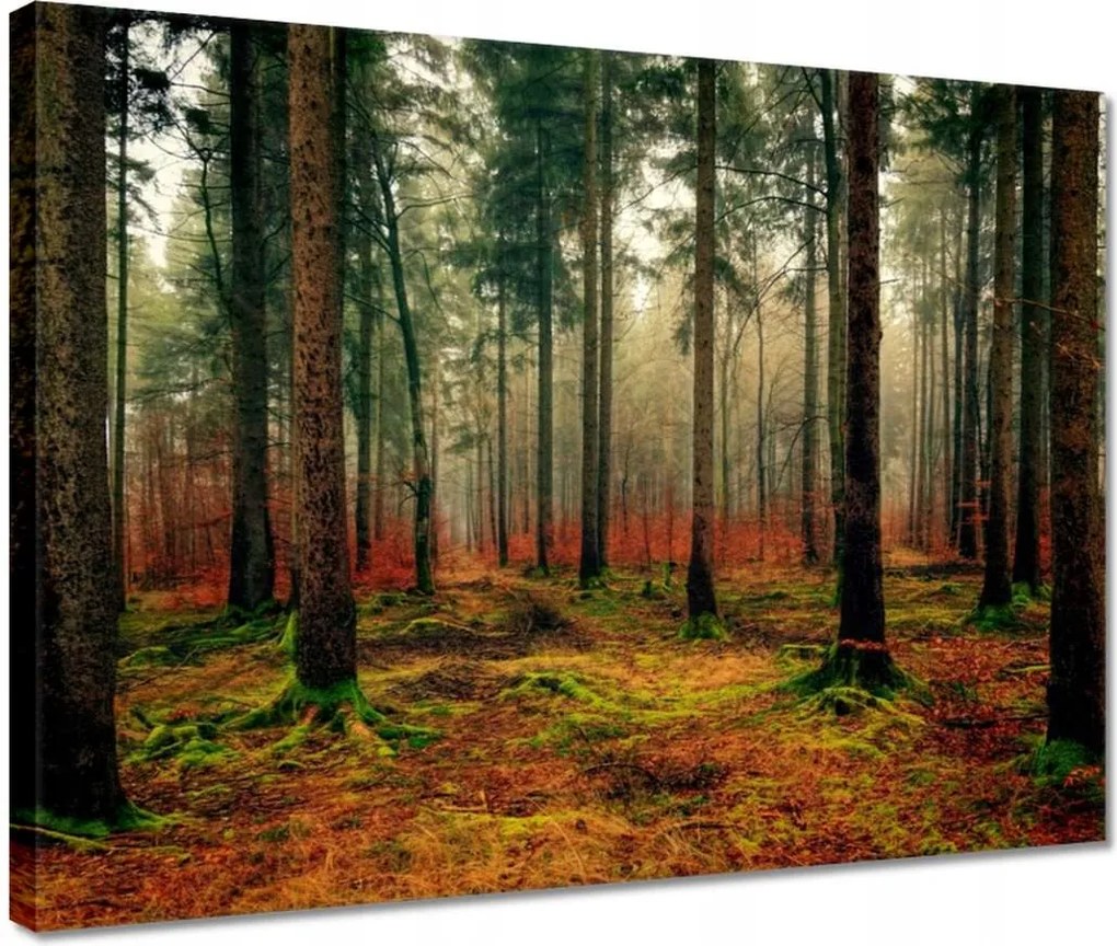 Vászonkép 40x30 Erdei táj Kilátás