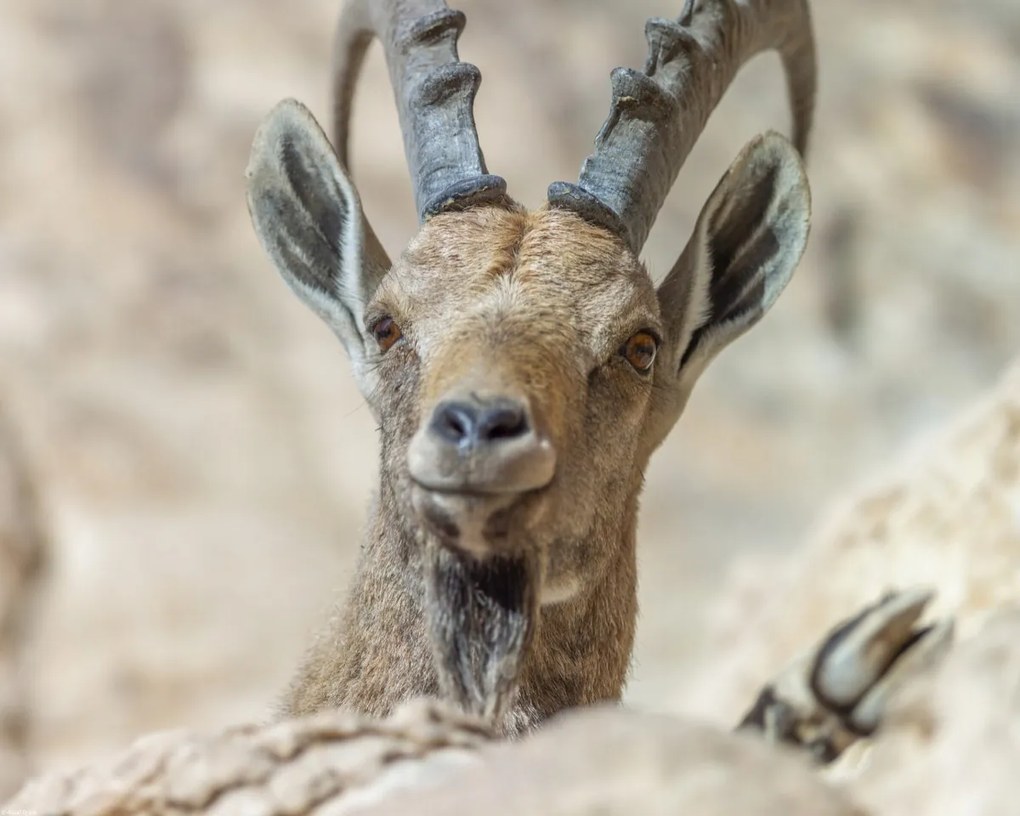 Poszter 50x40cm Nubiana Ibex 5, Assaf Frank