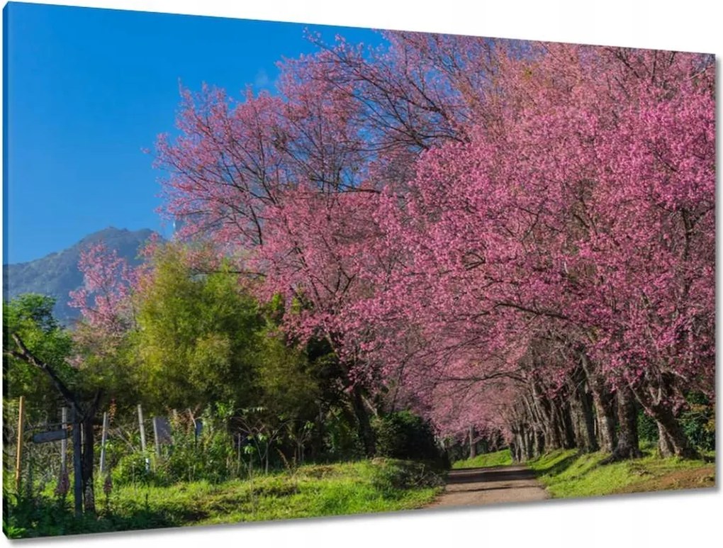 Vászonkép 120x80 Virágzó cseresznye