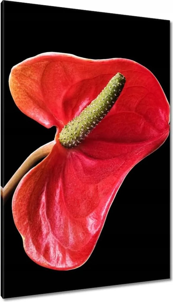 Vászonkép 80x120 Piros virág Anturium