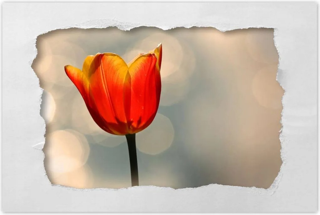 Poszter 60x40 Narancssárga tulipán