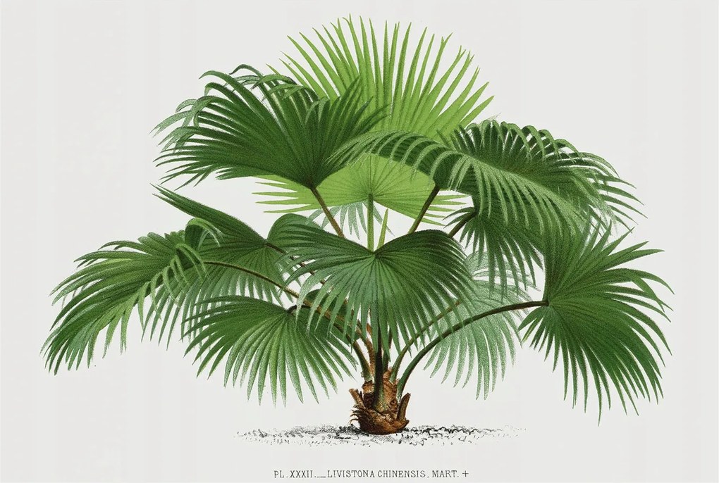 Stílusos Dekoratív Fotótapéta Flizelin Egzotikus pálmafa 104x70 Ragasztó