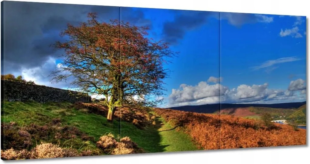 Festmények 120x60 Fa a kilátásban