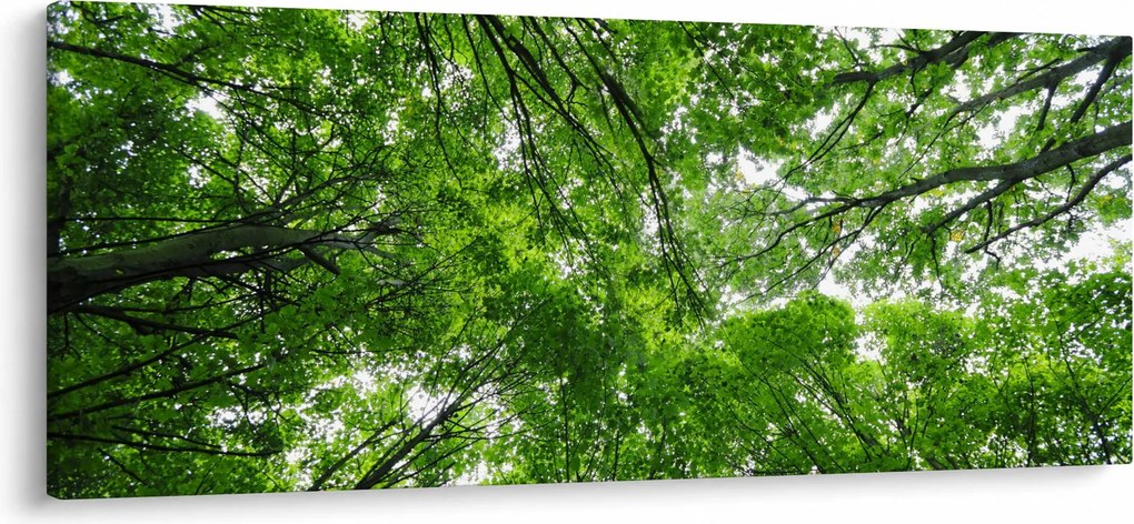 Kép - Kilátás a fák tetejére (120x50 cm)