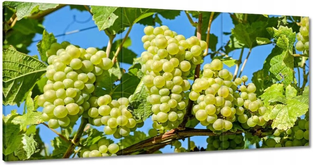 Vászonkép 180x90 Zöld szőlő