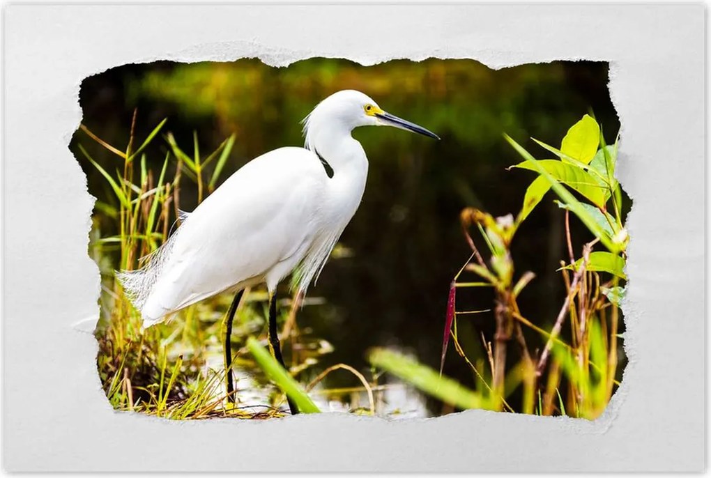 Poszterek 60x40 Kalapos madár Tájkép Kilátás