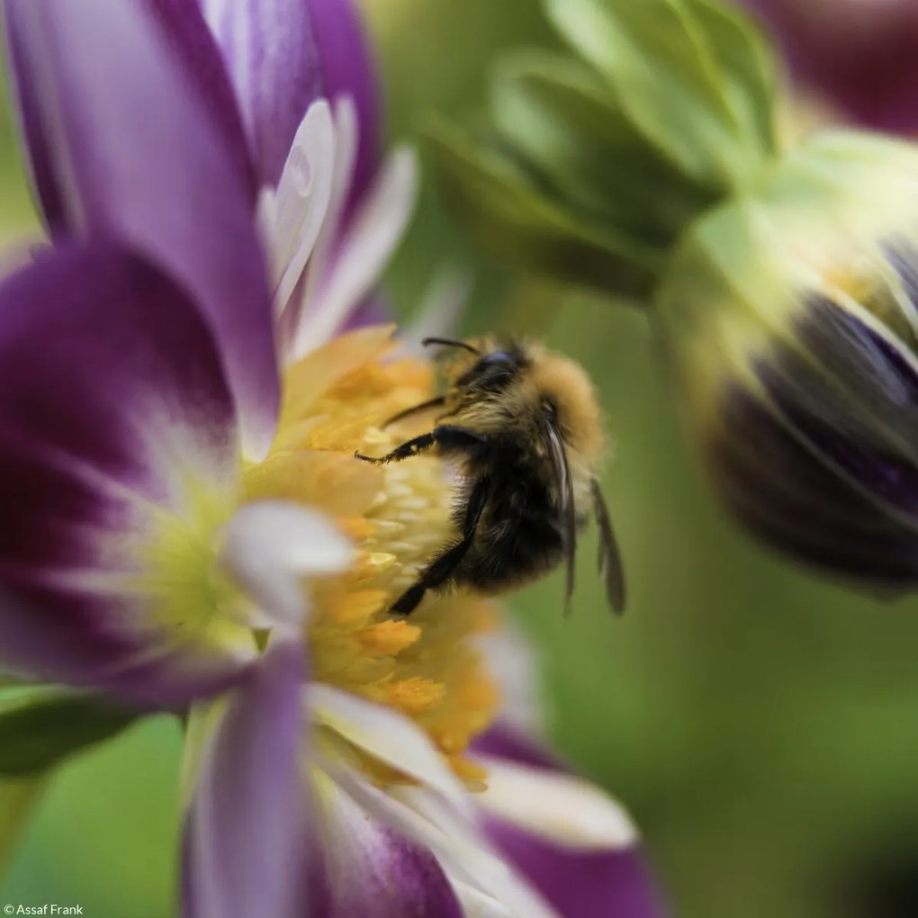 Poszter 20x20cm Méhecske a virágon, Assaf Frank