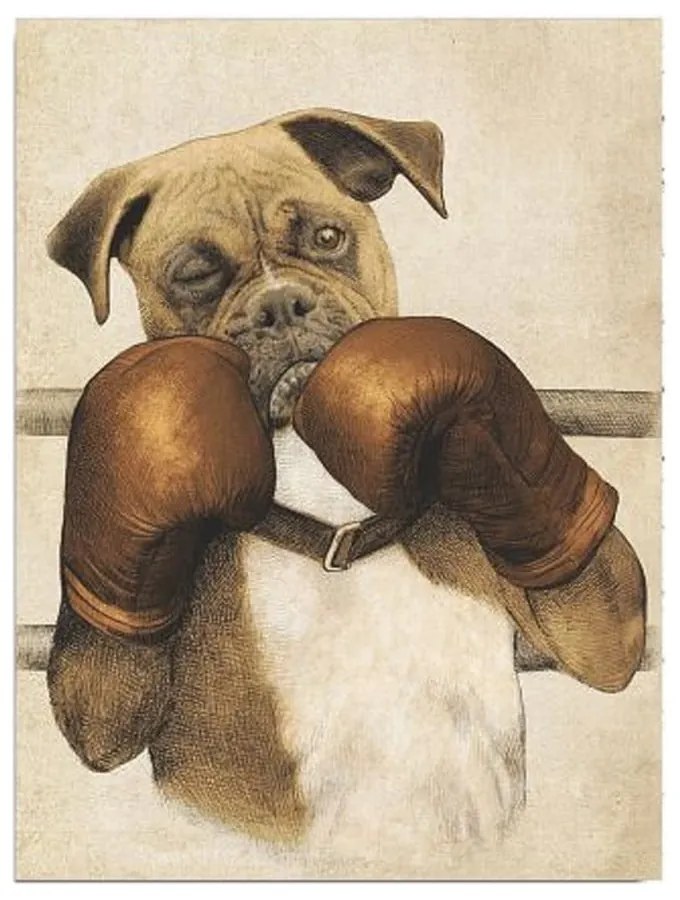 Boxer vászon fali kép, 30 x 40 cm