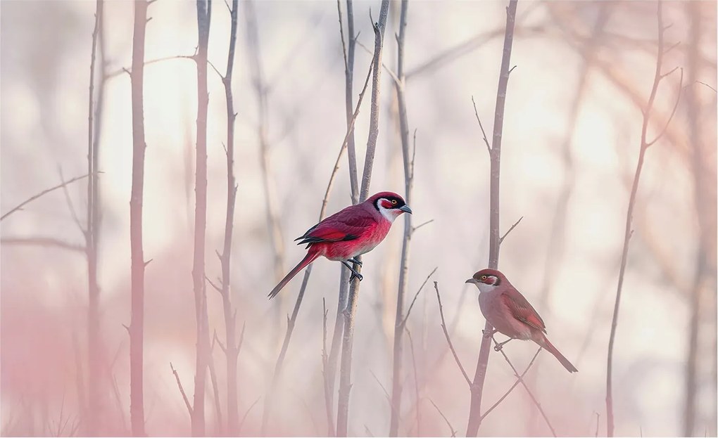 Flizelin tapéta falra Prémium madár pár 416x254 ragasztó