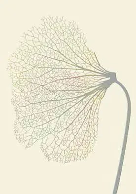 Modern Szőnyeg Home Art Pitypang Bézs 160X230