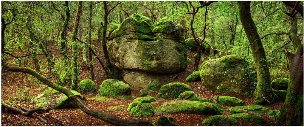 Egy varázslatos erdő képe (120x50 cm)