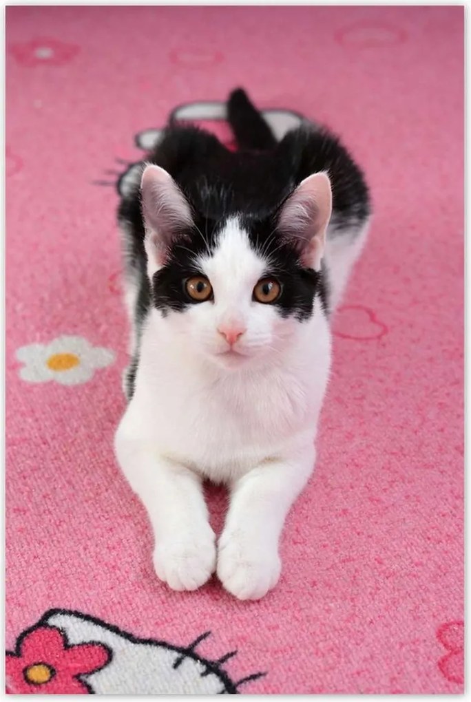 Poszterek 80x120 Cica Cicák