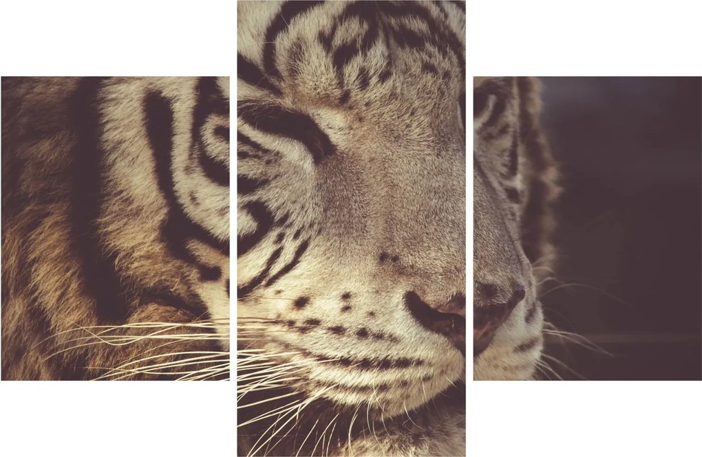 Tigris képe (90x60 cm)